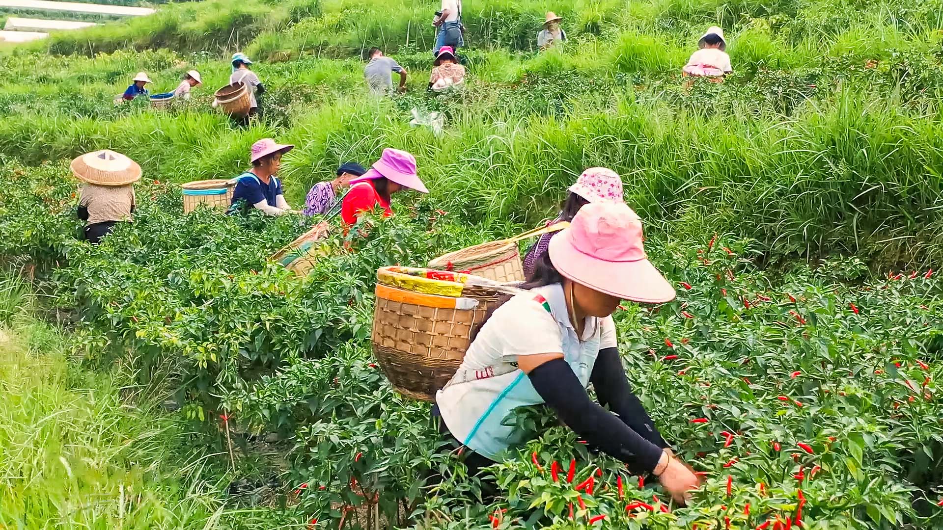 新鲜采摘直发